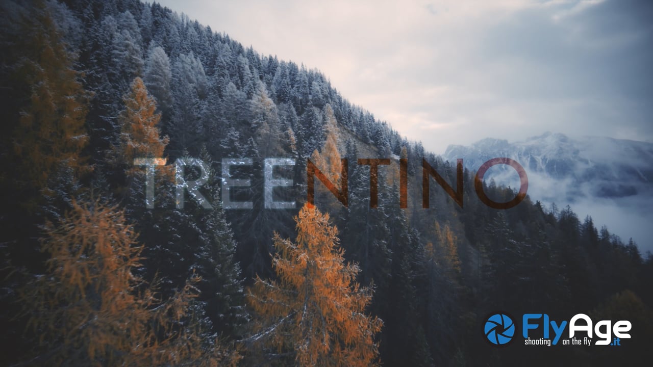 Tree ntino
