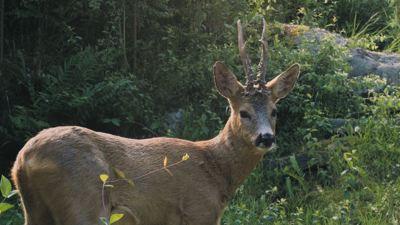 Roe Deer