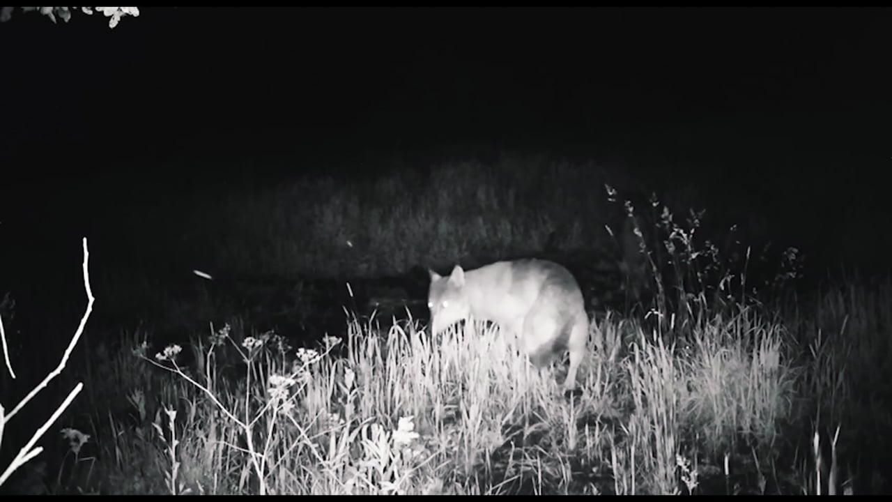 Wolves on trail-cam