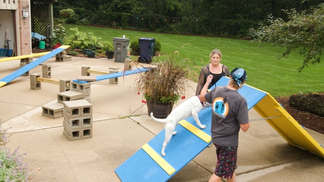 Behavioral Issues - Why Isn't My Dog Listening