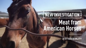 Animal Equality Investigates American Horses Slaughtered in Mexico