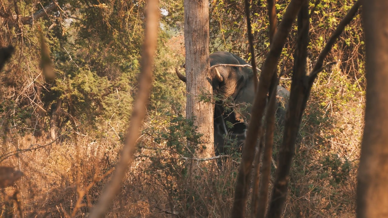 Elephant push