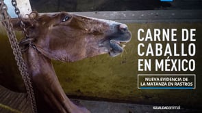 CARNE DE CABALLO EN MÉXICO | Igualdad Animal México