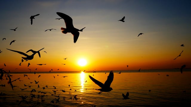 sunset and migratory seagulls