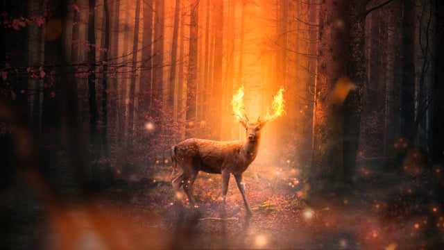 Deer Fire Horns - Free video on Pixabay