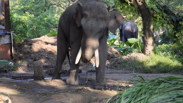 A male Indian elephant in musth sways repetitively while chained at Punnathur Kota elephant camp, Guruvayur temple, Kerala, 2018