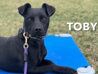 Mixed Breed - Toby