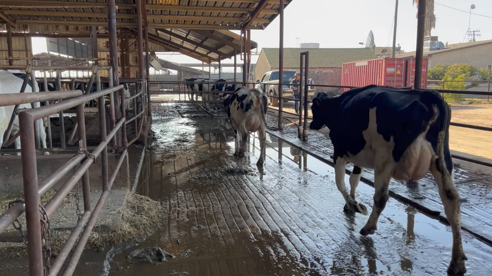 FARIA DAIRY LOT 6 on Vimeo