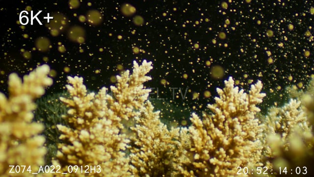 Acropora staghron coral spawning probe lens 6K+