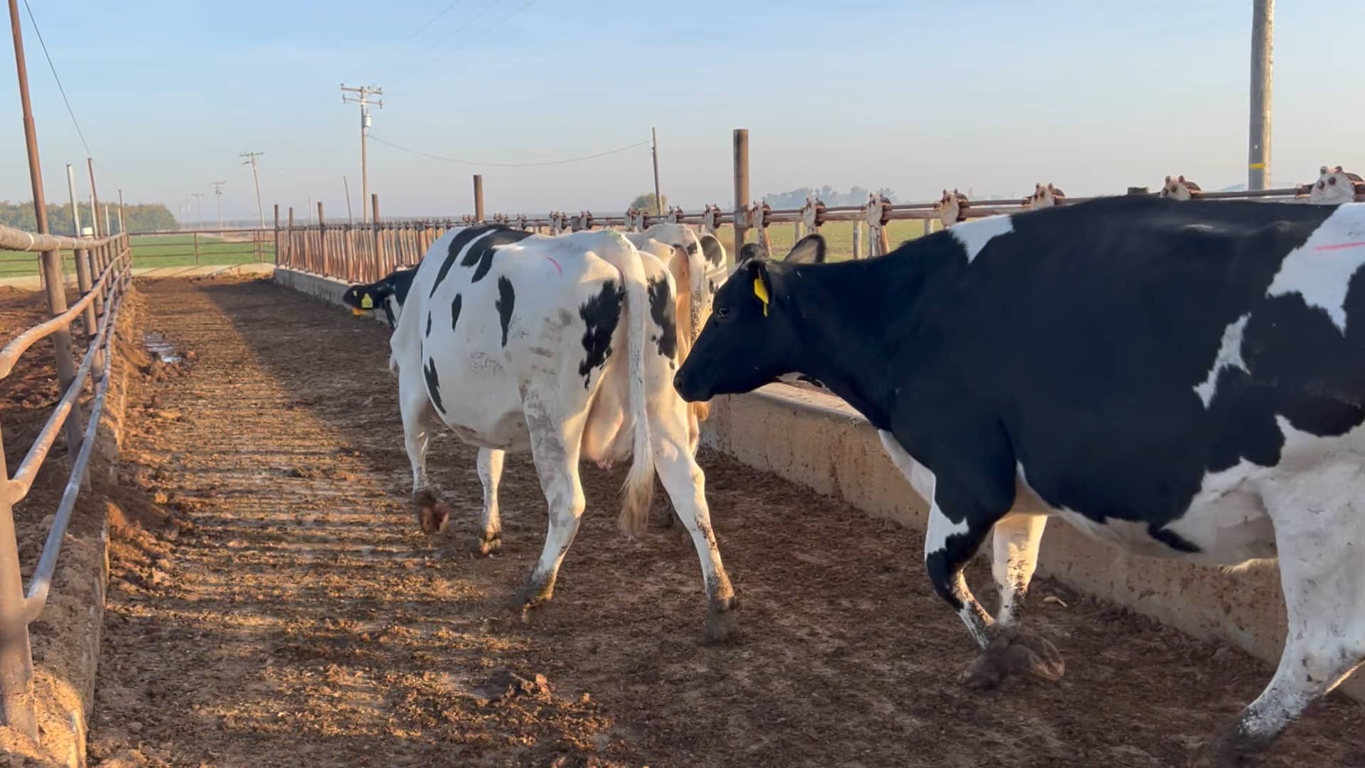 FARIA DAIRY LOT 56 on Vimeo