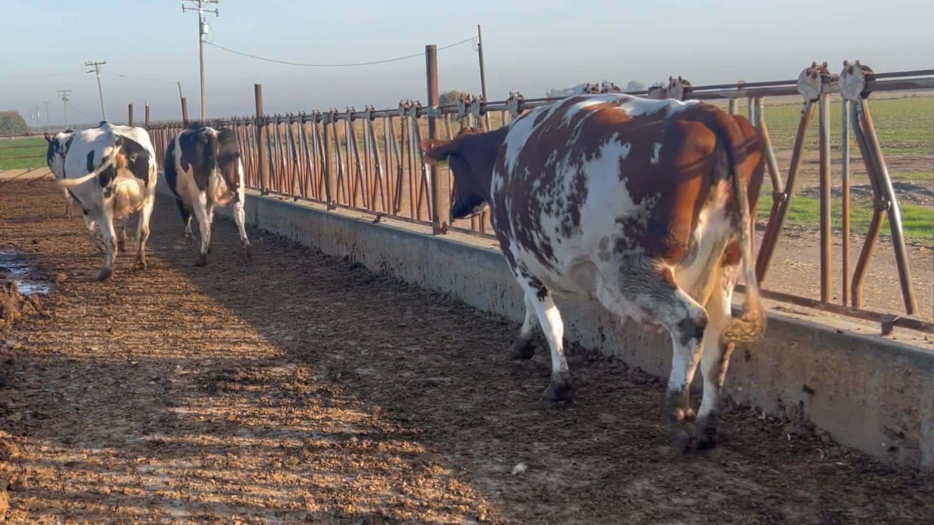 FARIA DAIRY LOT 58 on Vimeo