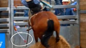 Presentation - LICENCE FOR MORUYA RODEO