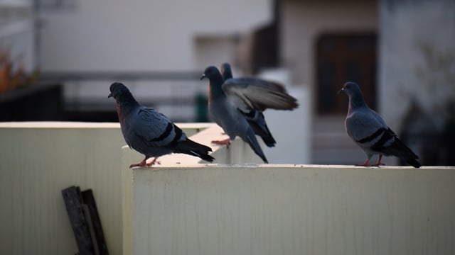 Bird Video, Pigeons Video, Birds. Free Stock Video - Pixabay