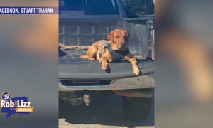Truck Thieves Return Dog