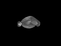 Newswise:Video Embedded study-explores-link-between-shark-nose-shape-size-and-sensitivity-of-smell