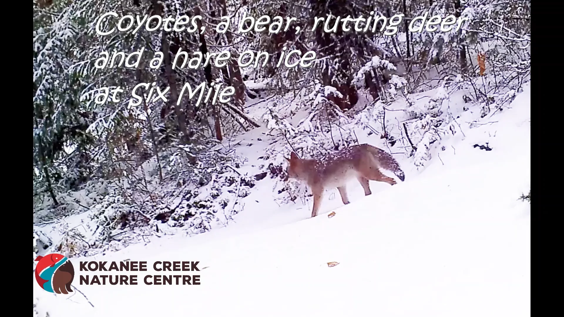 Coyotes, a bear, rutting deer and a hare on ice at Six Mile on Vimeo