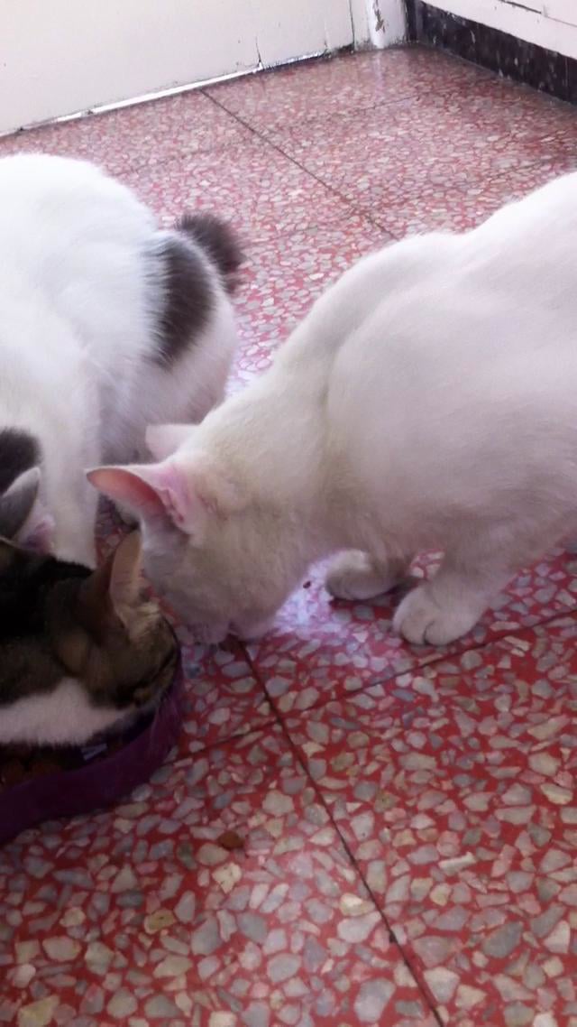 Cat eating with its paws on Vimeo