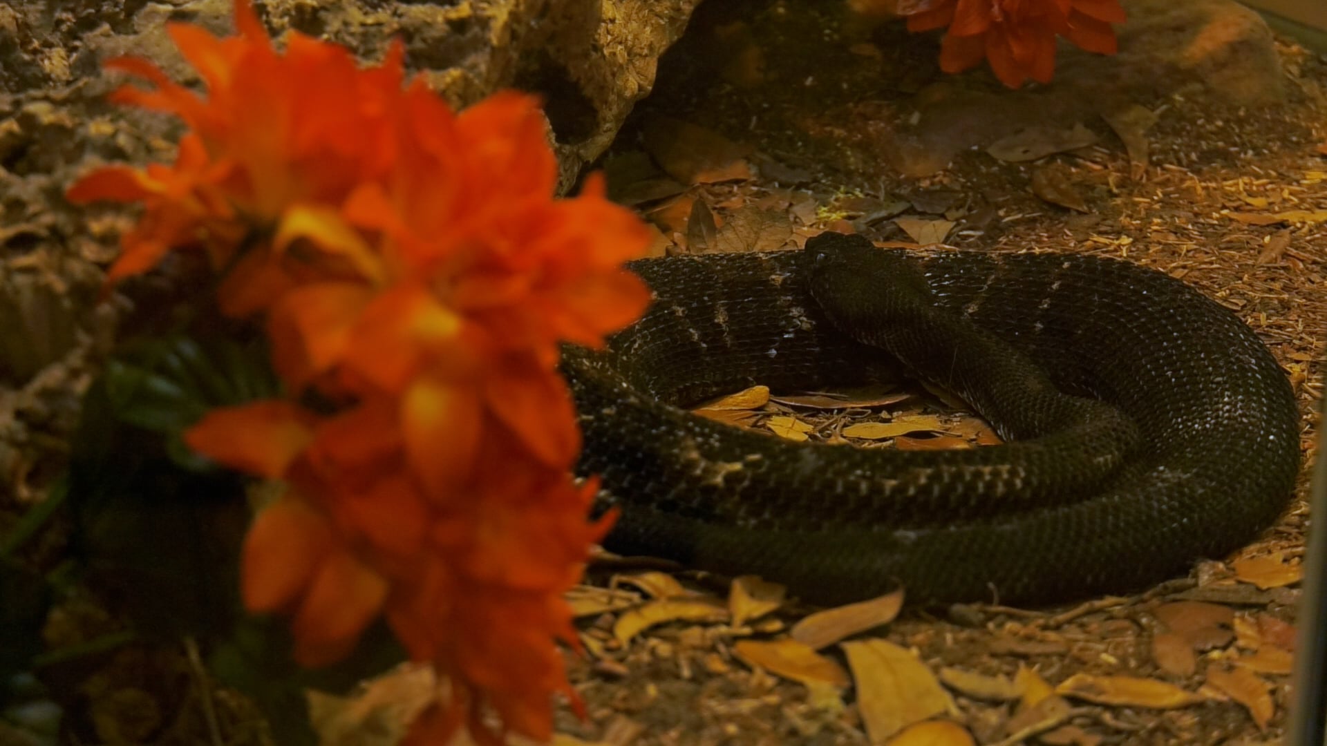 Training Snakes