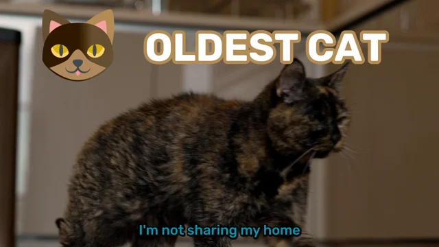 Oldest living best sale house cat