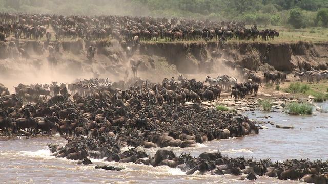 Wildebeest Migration - Crossing The Mara River on Vimeo