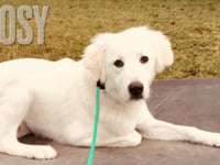 Great Pyrenees - Rosy