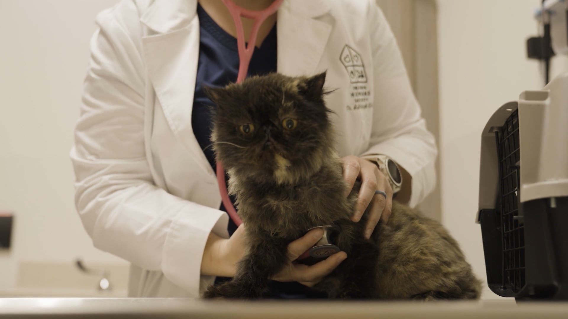 OHS Community Veterinary Hospital - Road to the Finish Line