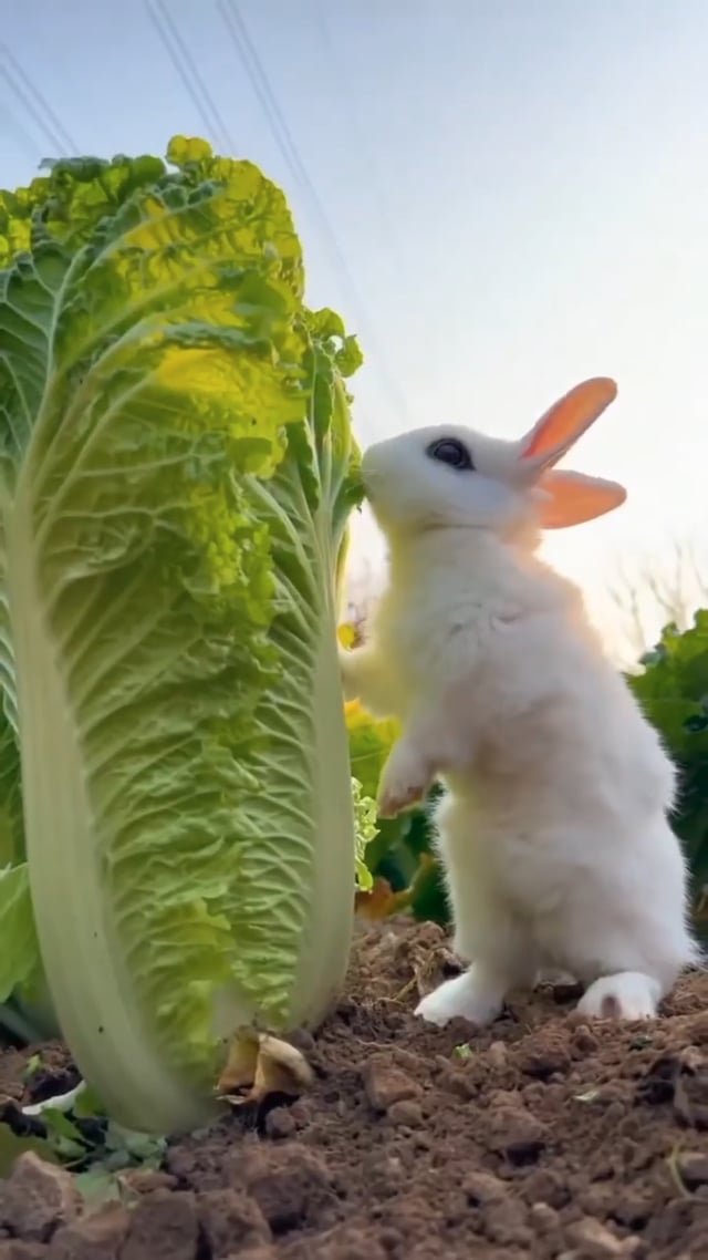 배추가 젤 맛있어