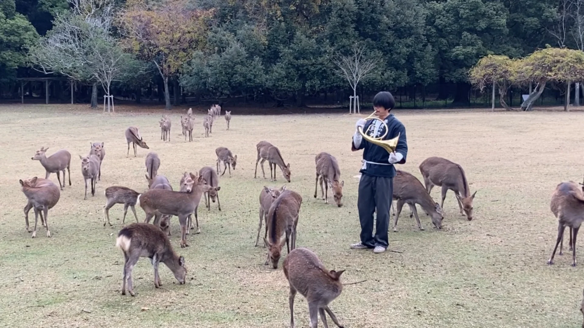 動画あり】冬の朝はホルンと共に 奈良公園で「鹿寄せ」始まる｜奈良