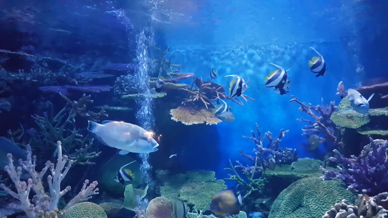 Tropical marine outlet fish