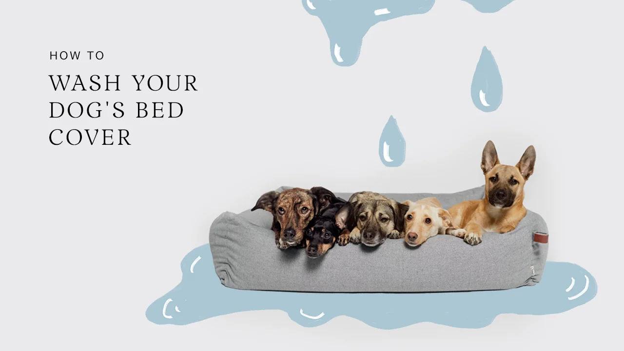 How to wash dog bed covers on Vimeo