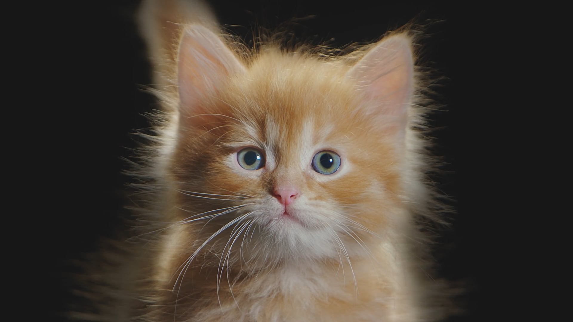 Purina ProPlan Kitten