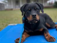 Rottweiler - Kane