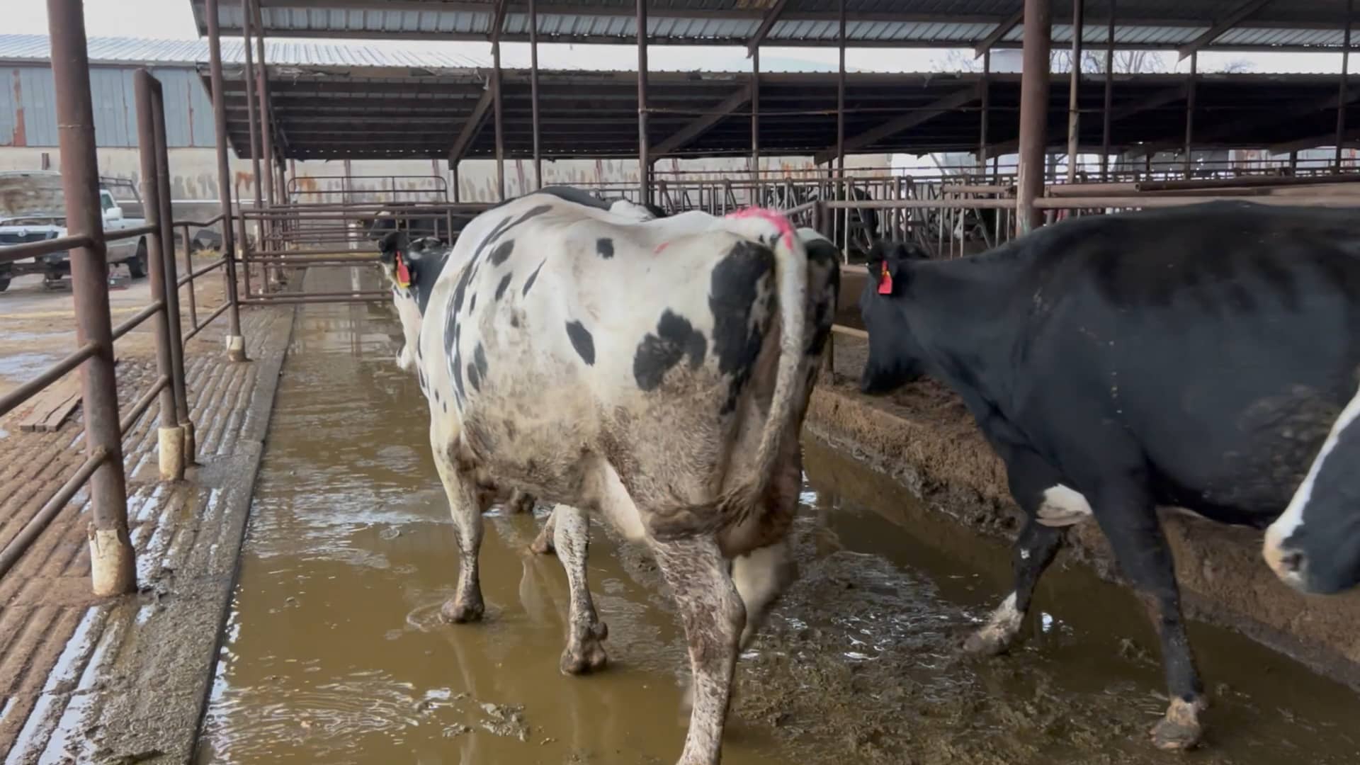 FARIA DAIRY LOT 37 on Vimeo