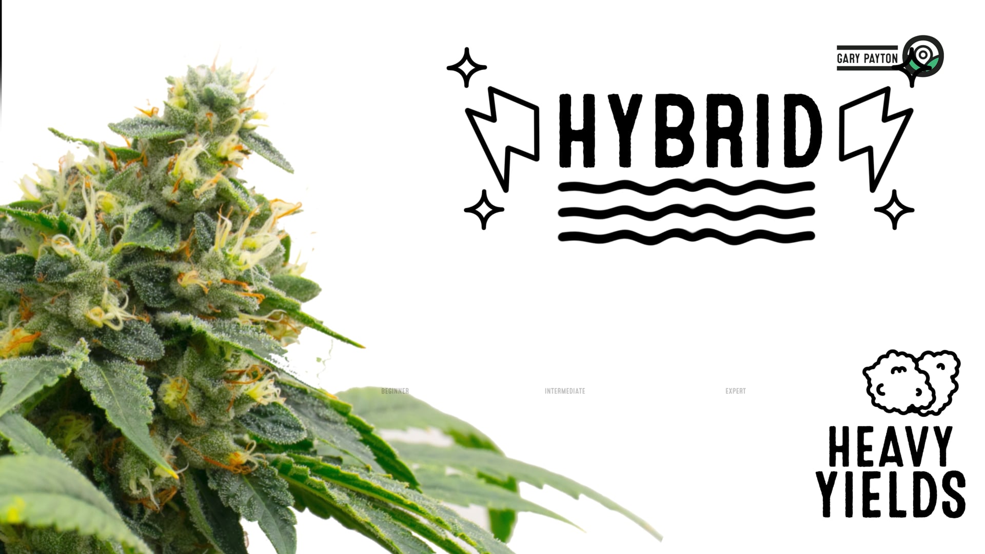 Gary Payton Feminized Cannabis Seeds