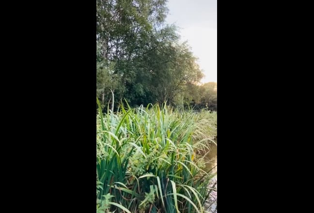 Video 1: view from left corner 