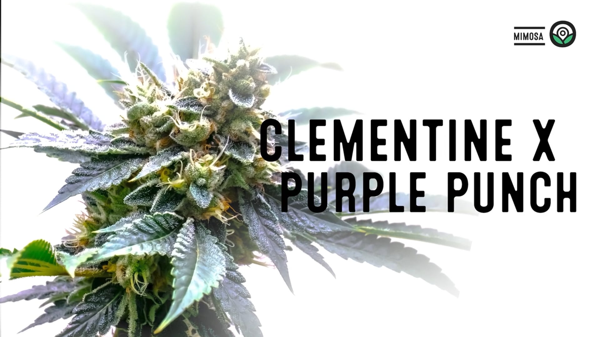 Mimosa Feminized Cannabis Seeds