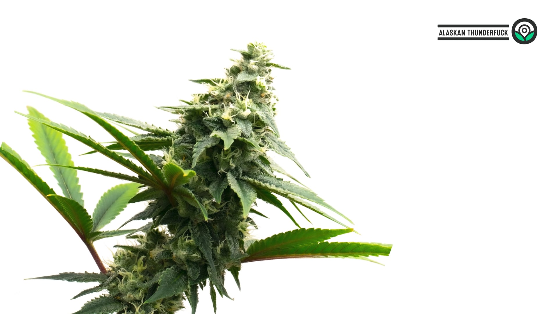 Alaskan Thunderfuck Feminized Cannabis Seeds