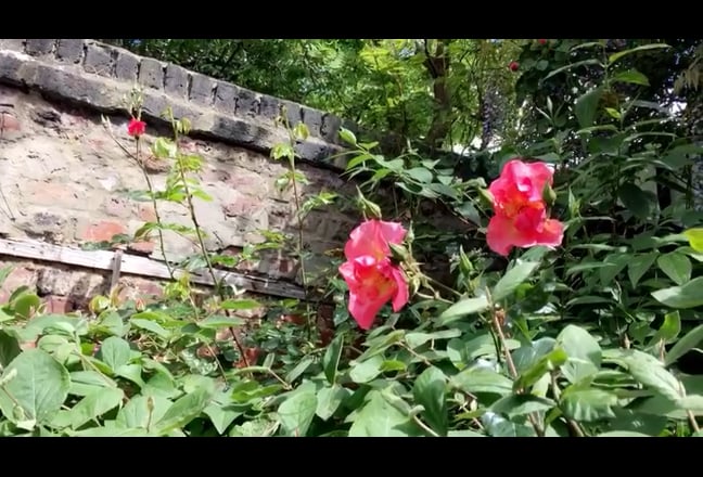 Video 1: Conservatory