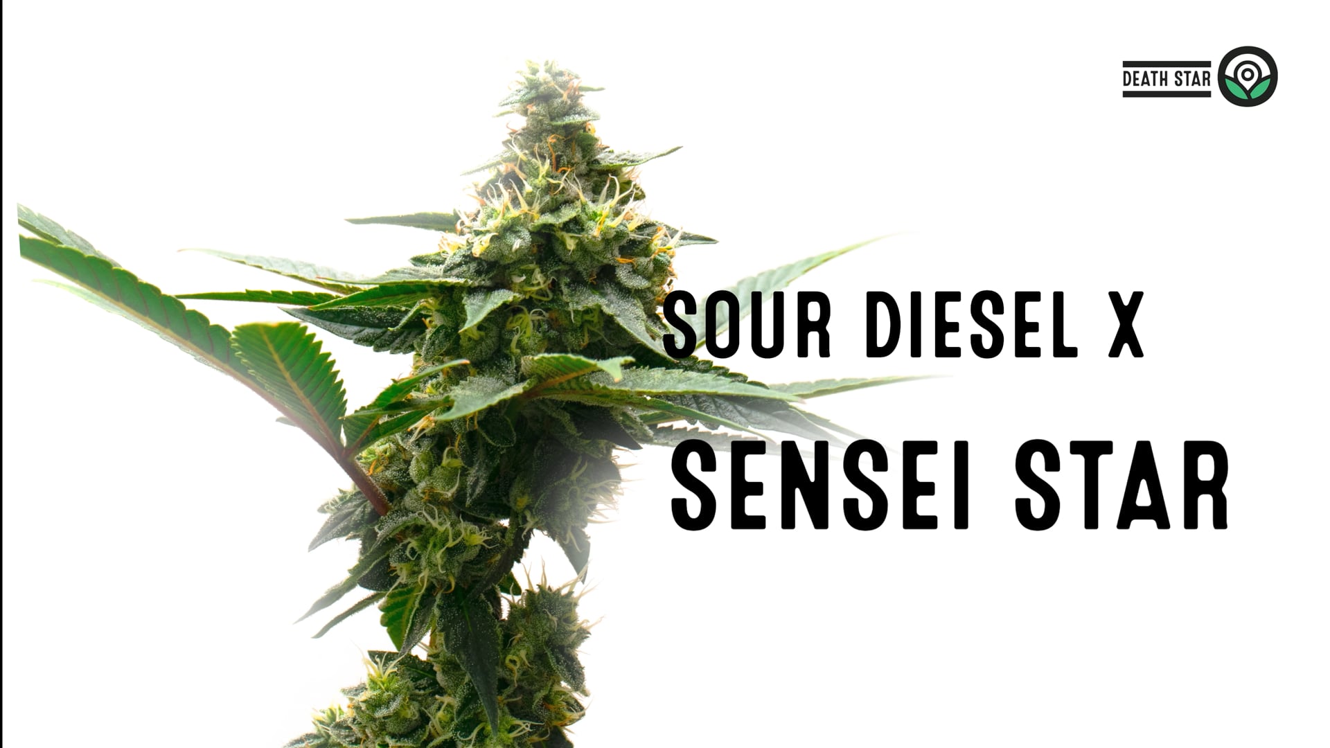 Death Star Feminized Cannabis Seeds