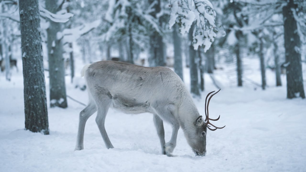 Caribou Herd