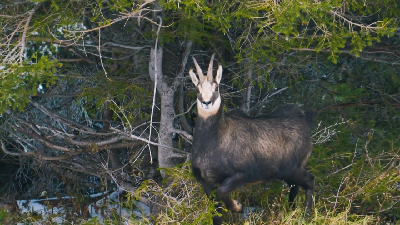Chamois Breaking Branch
