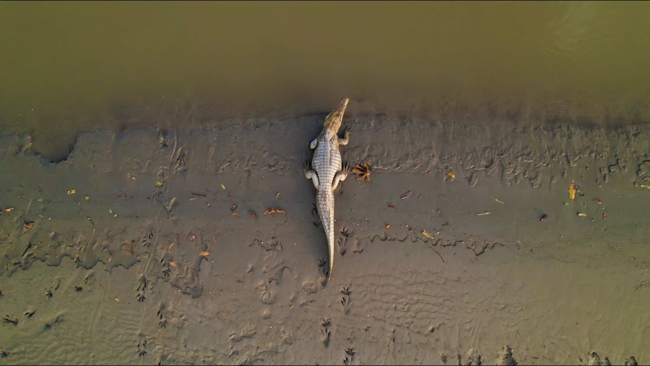 Alligator