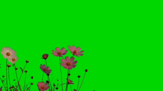 flower rain green screen video download