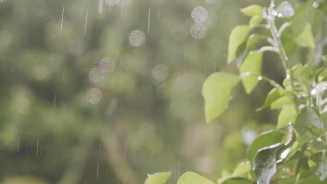 Hạt mưa rừng và video miễn phí trên Pixabay là một sự kết hợp tuyệt vời để làm mờ nền video của bạn. Nội dung độc đáo và chất lượng cao sẽ giúp tạo ra những đoạn video đẹp mắt và cuốn hút người xem. Tận dụng cơ hội này để thể hiện tài năng và sáng tạo của mình!