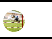 What is Dog Agility?