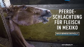 Neue Undercover-Recherche: die heimliche Schlachtung von Pferden in Mexiko