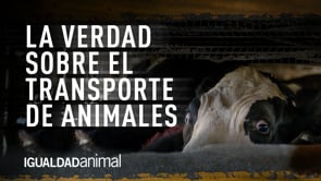 Así es el transporte de animales vivos por las carreteras de México