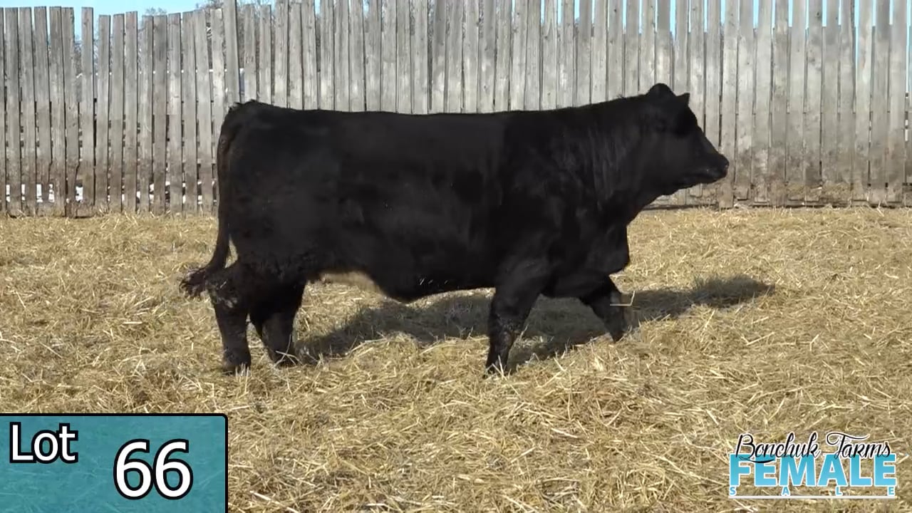 Lot 66 - Bonchuk Farms.mp4 on Vimeo