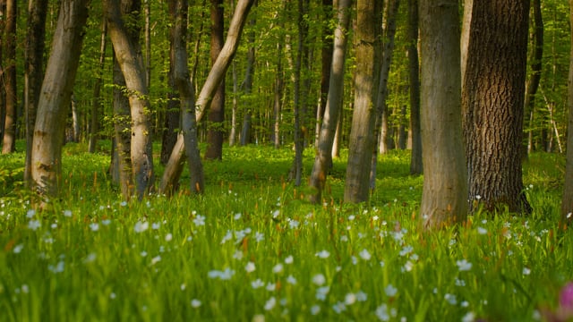 Ukrainian Spring Forest