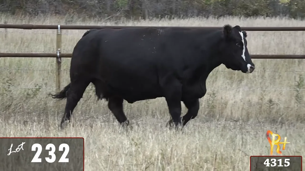Lot 232 - R Plus 2022.mp4 on Vimeo